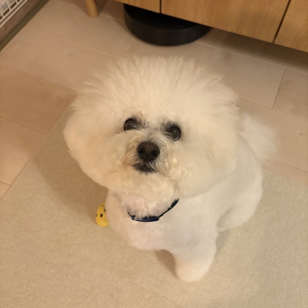 my_lovely_fwfw's tweet photo. 犬版catlogのテスト版をお試ししております。
たまごっちみたいでかわいい。製品版が楽しみ！
#Catlog4Dogs https://t.co/LyFlCXqqH8