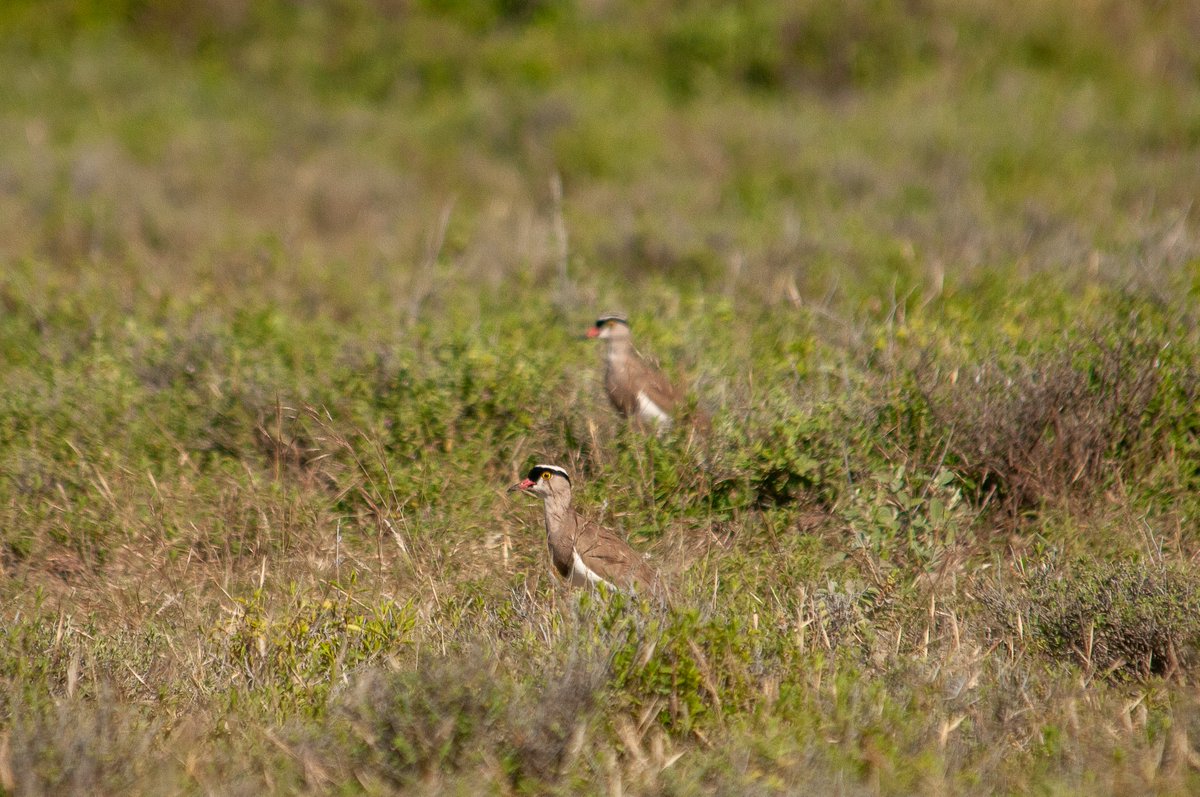 Birds Of Kajiado (Olorgesailie)

1. Cut-throat Finch
2. Black headed Heron
3. Lilac-breasted Roller (National Bird of Kenya)
4. Crowned Lapwing

#BirdsOfKenya #BirdsOfKajiado #BirdsOfRongaiOnTheRoad #BirdsSeenIn2025 #birdphotography #Birding #BirdWatching #Birds #BirdingTherapy
