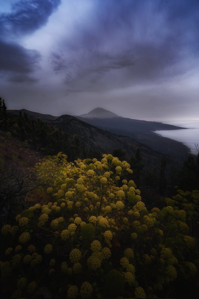 Ayer, subí después de varios meses a ver el atardecer frente al Teide. Había muy pocas posibilidades de ver algo espectacular, aun así decidí sacudirme la pereza y coger carretera. La sensación al llegar siempre es la misma, admiración. Me encantó la luz del momento.