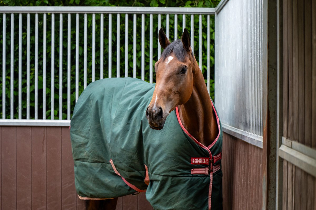 Old Gold Racing (@oldgoldracing) on Twitter photo MEET OUR LATEST HORSE!
We're delighted to announce that The Wicked Wolf will be paraded at <a href="/WindsorRaces/">Windsor Racecourse</a> next Monday night when we hold our #RoyalAscot preview!
Reserve your share before they go live on Tuesday 10th June...
oldgoldracing.com/horses/the-wic… MEET OUR LATEST HORSE!
We're delighted to announce that The Wicked Wolf will be paraded at <a href="/WindsorRaces/">Windsor Racecourse</a> next Monday night when we hold our #RoyalAscot preview!
Reserve your share before they go live on Tuesday 10th June...
oldgoldracing.com/horses/the-wic…