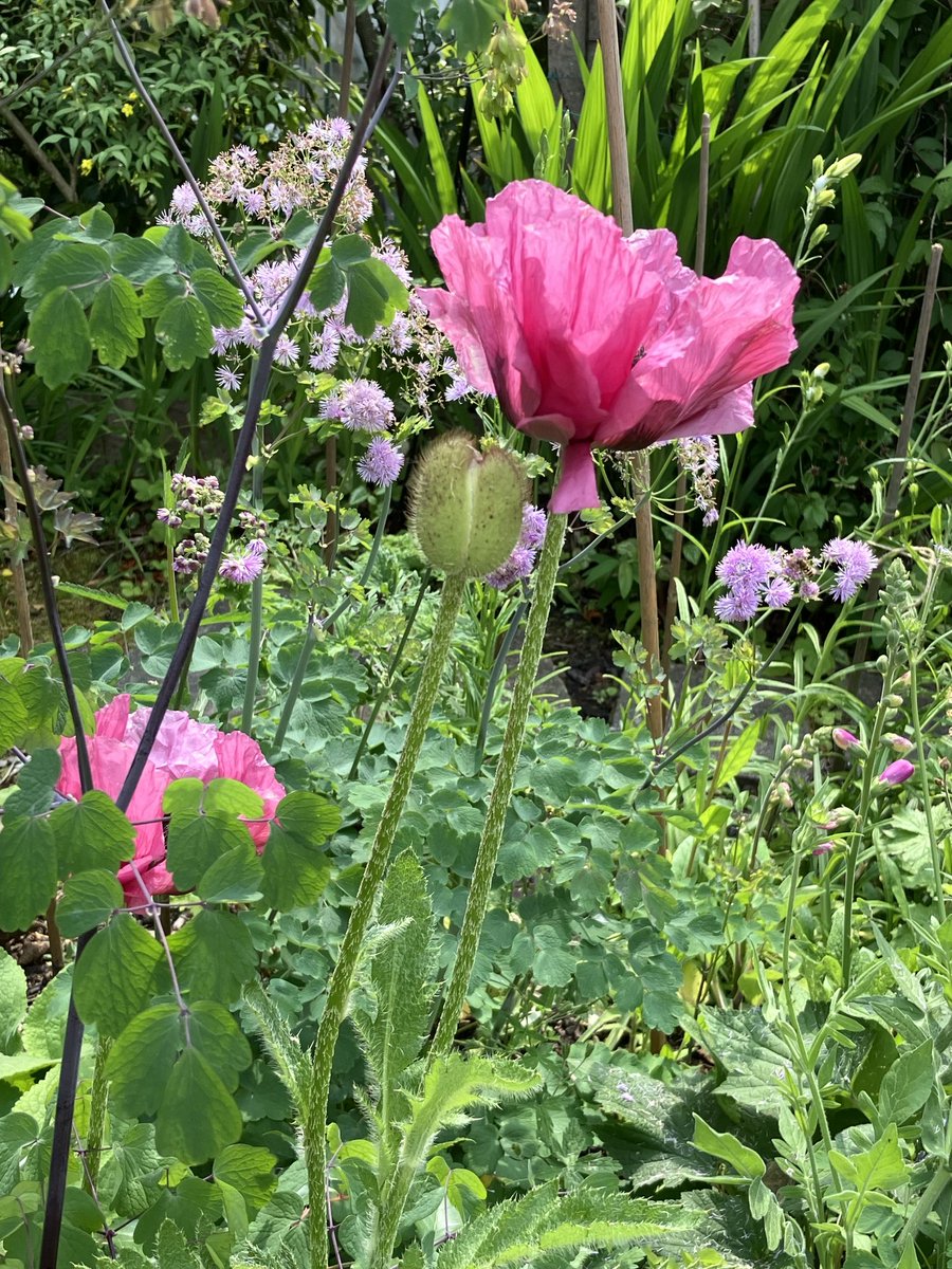 My Pattys plum poppy has started flowering - I thought it was more lilac coloured than this