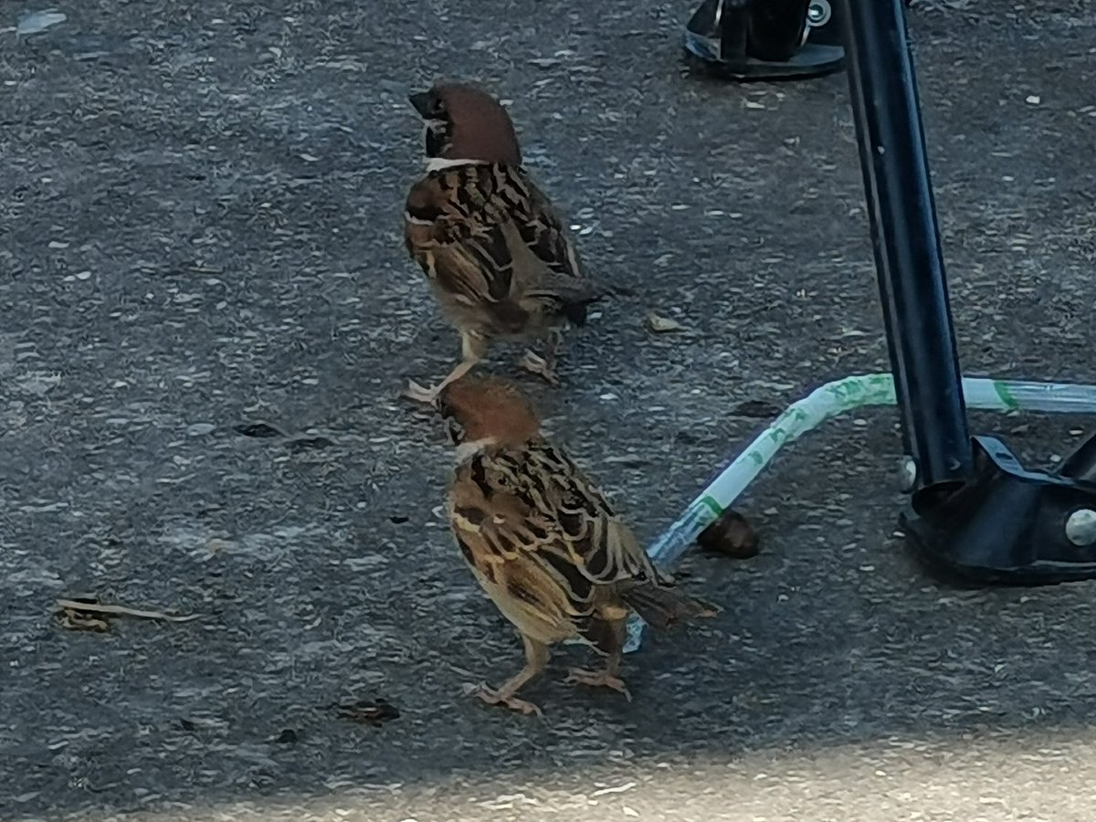 🐦🐦🐦🐦🐦🐦🐦🐦🐦🐦🐦🐦🐦🐦🐦🐦🐦🐦🐦🐦🐦🐦🐦🐦🐦🐦🐦🐦🐦🐦🐦🐦🐦🐦🐦🐦🐦🐦🐦🐦🐦🐦🐦🐦🐦🐦🐦🐦🐦🐦🐦🐦🐦🐦🐦🐦🐦🐦🐦🐦🐦🐦🐦🐦🐦🐦🐦🐦🐦🐦🐦🐦🐦🐦🐦🐦🐦🐦🐦🐦🐦🐦🐦🐦🐦🐦🐦🐦🐦🐦🐦🐦🐦🐦🐦🐦🐦🐦🐦🐦🐦