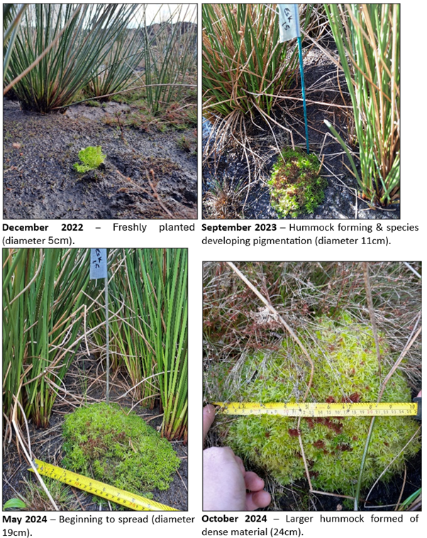 peatlandsLIFEIP's tweet image. 🌱 In celebration of #WorldPeatlandsDay 2025, we are highlighting some recent updates, results and upcoming plans of the BnM #Sphagnum Planting Campaign to restore former industrial peat extraction sites! Read here: peatlandsandpeople.ie/news/world-pea…