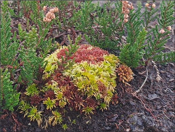 peatlandsLIFEIP's tweet image. 🌱 In celebration of #WorldPeatlandsDay 2025, we are highlighting some recent updates, results and upcoming plans of the BnM #Sphagnum Planting Campaign to restore former industrial peat extraction sites! Read here: peatlandsandpeople.ie/news/world-pea…