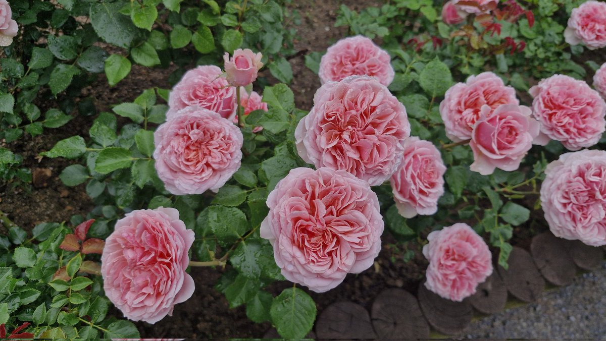 #장미축제 #서울