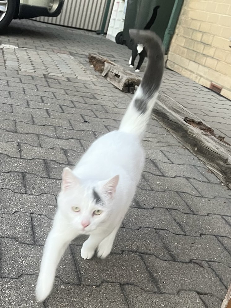 The tail of Marshmallow is erasing Oreo as if to say, "I'm the star of the show" 😺