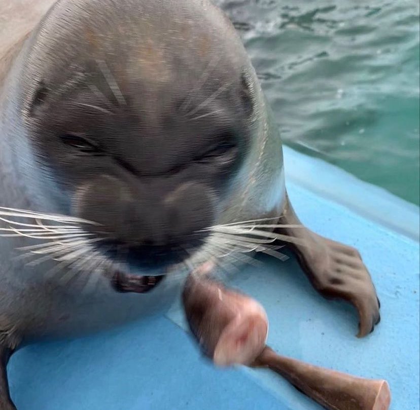 Sealyne_'s tweet image. AWE-STRIKING! 🌌

THIS SEAL FLOATS A FISH PIECE USING NOTHING BUT THE POWER OF MIND!