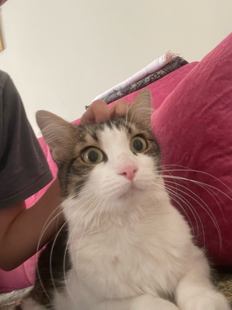 bodrum - Muğla kayıp kedi
Konuşumuzun kedisi yaklaşık 1 hafta önce kayboldu, uzun tüylü pofuduk bir kedi. Sahibi çok perişan lütfen gören ulaşsın