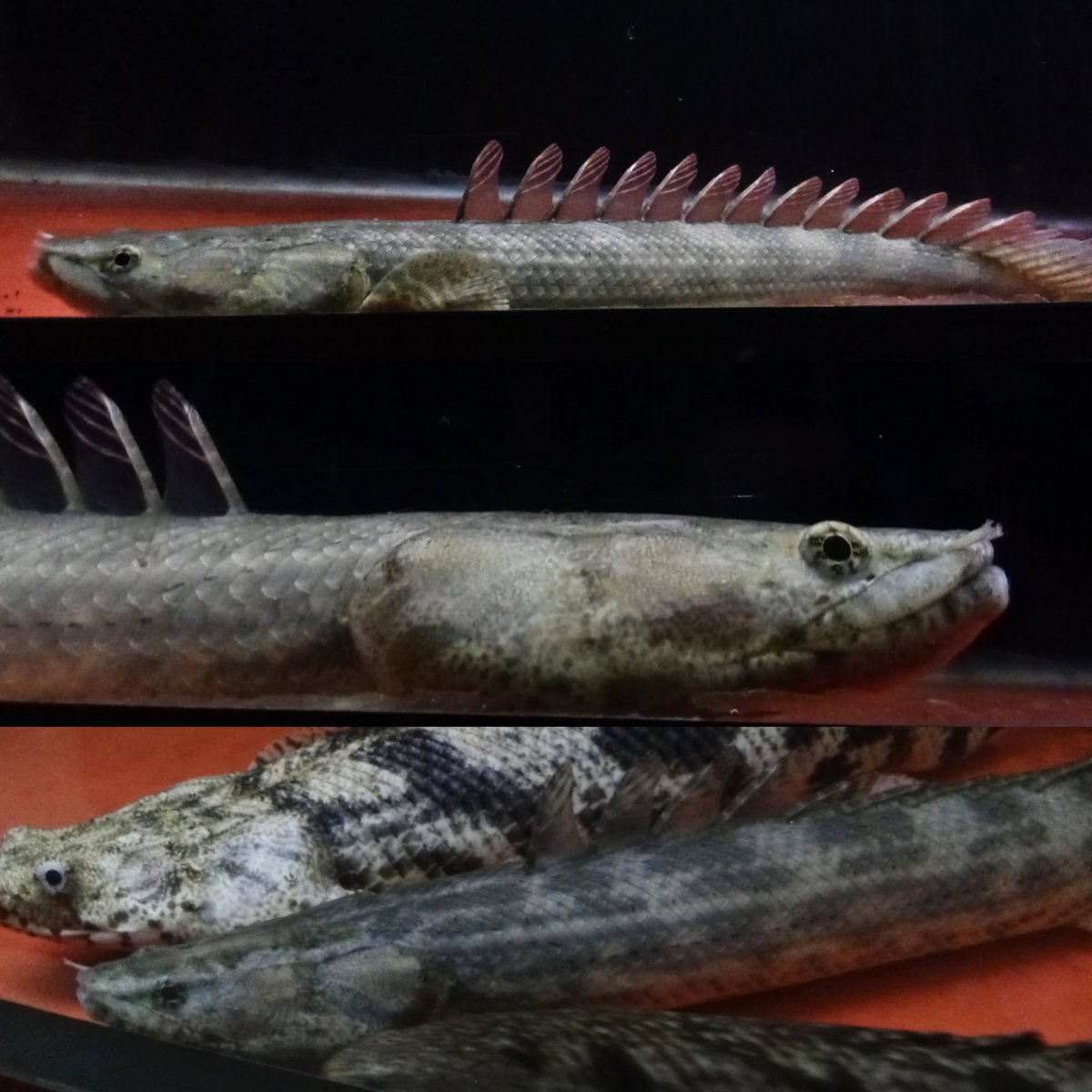 zi5928's tweet image. polypterus bichir Lapradei   “faranah” 🇬🇳
#polypterus #ポリプテルス