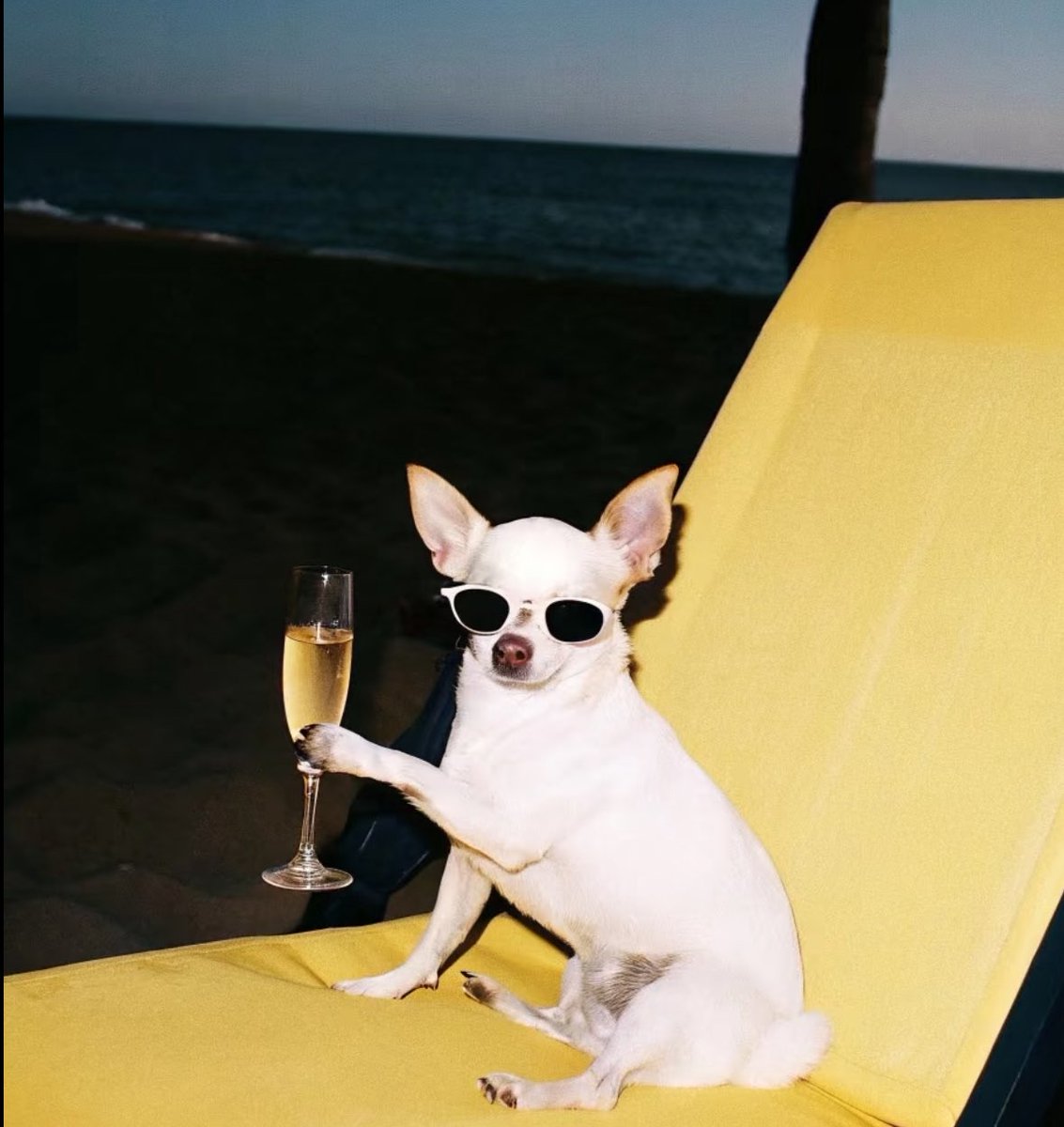 💖 (@twaniimals) on Twitter photo 