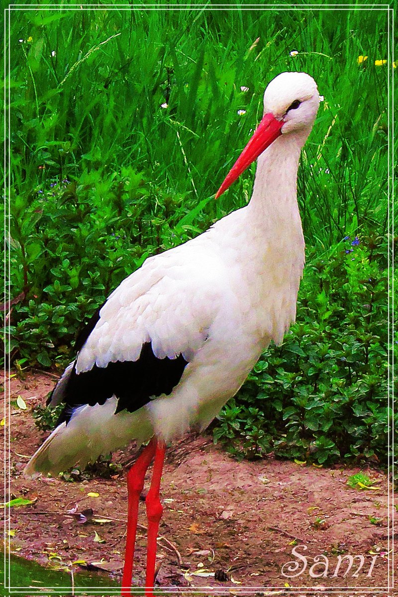 SamiBekisa's tweet photo. #Ooievaar
#stork https://t.co/ozKYThVMdn
