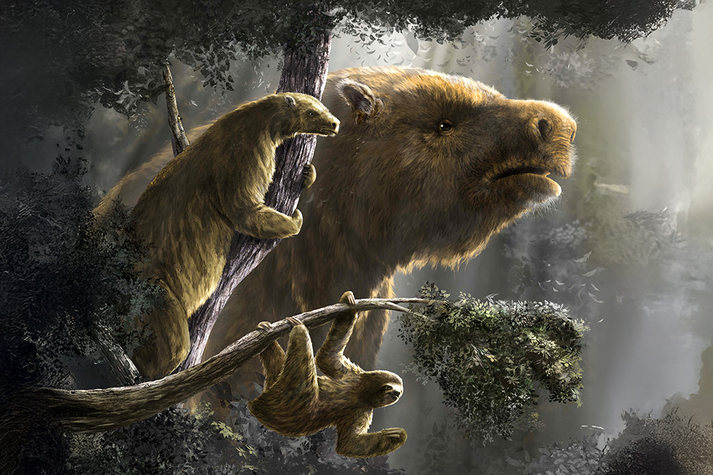 NEX Ciencia y Tecno (@nex_ciencia) on Twitter photo 🦥 Un novedoso estudio de investigadores
de <a href="/Exactas_UBA/">Exactas UBA</a> publicado en <a href="/ScienceMagazine/">Science Magazine</a> analizó 35 millones de años de evolución de los perezosos gigantes en Sudamérica y sus estrategias de adaptación: el crecimiento en tamaño de los terrestres y la disminución en los arborícolas. 🦥 Un novedoso estudio de investigadores
de <a href="/Exactas_UBA/">Exactas UBA</a> publicado en <a href="/ScienceMagazine/">Science Magazine</a> analizó 35 millones de años de evolución de los perezosos gigantes en Sudamérica y sus estrategias de adaptación: el crecimiento en tamaño de los terrestres y la disminución en los arborícolas.