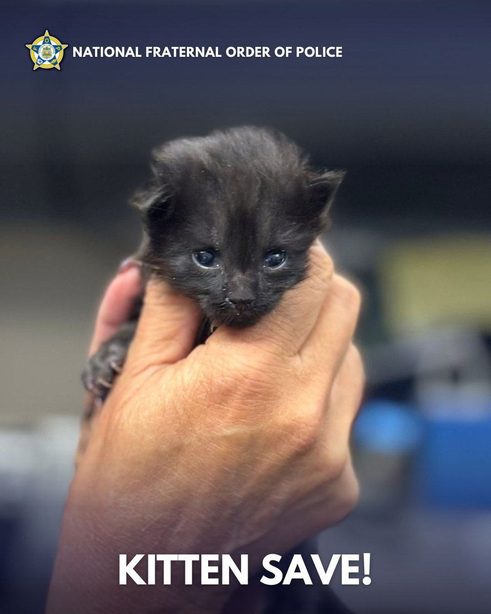 GLFOP's tweet image. A #WPD officer responded to a call about a stray kitten near Green Ct and Hooker St. When shelters were closed for the night, dispatch stepped up—keeping this tiny guy safe until morning.

He’s only about a week old, but already knows how to capture hearts.

#NFOP #PoliceWork…
