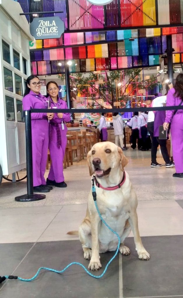 LATAM quería enviar a Janis María en avión de carga. Sí claro, come y duerme mejor que yo y mi mamá la iba a dejar sola. Sky se está portando bien hasta ahora.