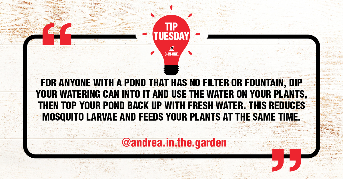 3-IN-ONE UK (@3inoneuk) on Twitter photo We’re back with Tip Tuesday! <a href="/andrea/">Andrea Schwandt-Arbogast</a>.in.the.garden has smart, eco-friendly garden advice to share with the community.
"A tip that I learned last week is this: for anyone with a pond that has no filter or fountain, dip your watering can into it and use the water on your plants, We’re back with Tip Tuesday! <a href="/andrea/">Andrea Schwandt-Arbogast</a>.in.the.garden has smart, eco-friendly garden advice to share with the community.
"A tip that I learned last week is this: for anyone with a pond that has no filter or fountain, dip your watering can into it and use the water on your plants,