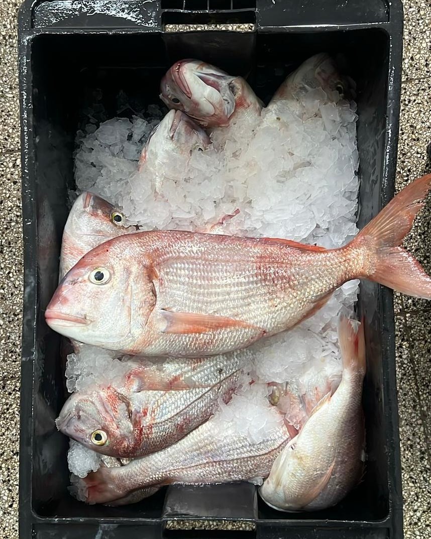 Este 8 de junio se celebra el Día Mundial de los Océanos 🌊
En CARNE vamos a festejarlo con un plato que pone en valor la pesca artesanal, la que no agota ni arrasa el mar
Porque no toda pesca es igual
<a href="/maurocolagreco/">Mauro Colagreco</a>

#DiíDeLosOcéanos #SaborConConciencia #FishAndChipsConHistoria