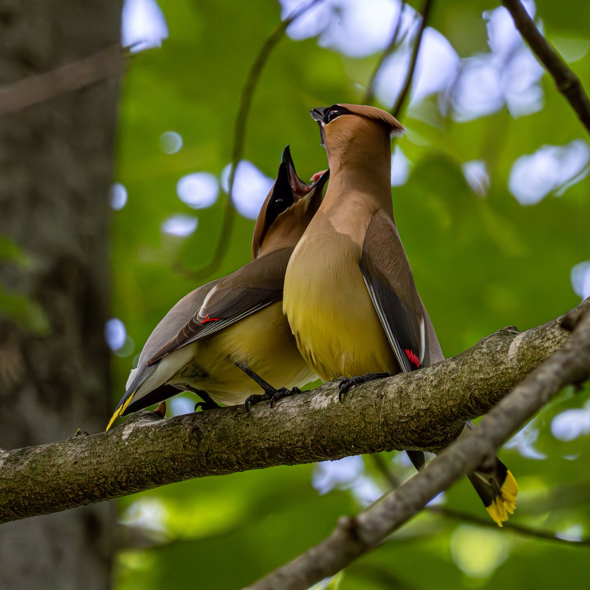 Got to watch a Cedar Waxwing courtship ritual yesterday! They’ll dance alongside a branch, while passing a berry or a flower back and forth like sick little freaks