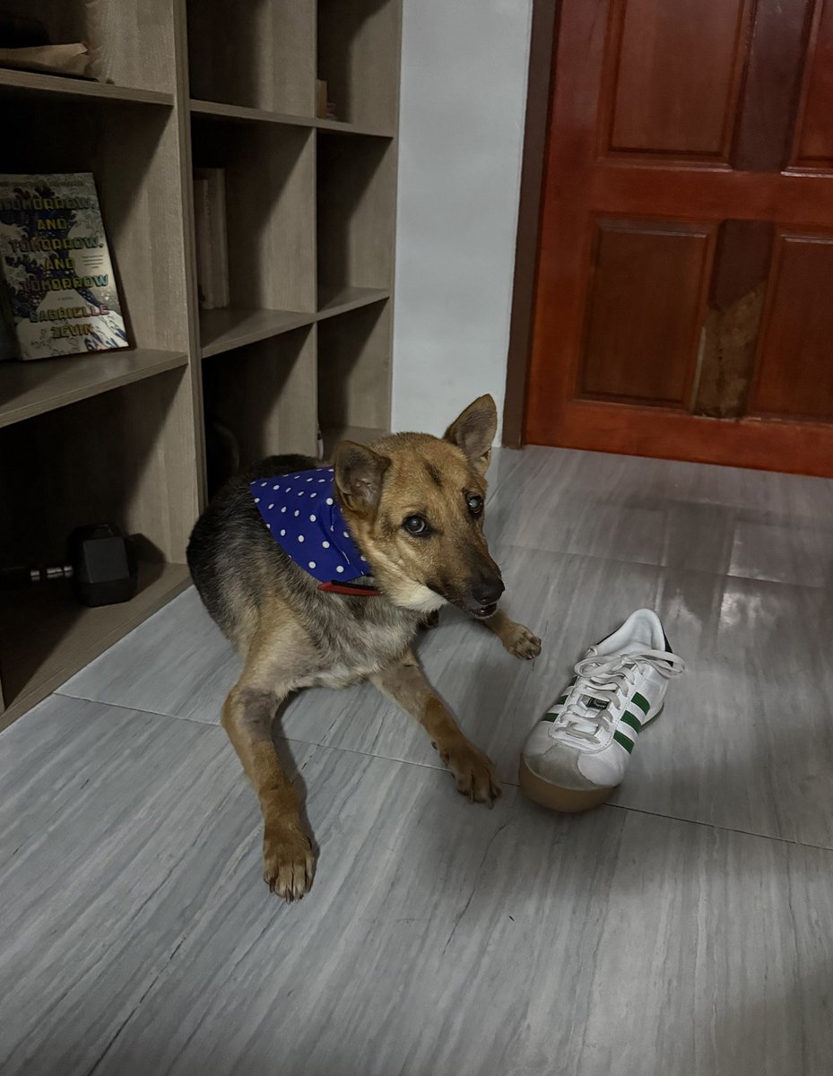 Chance is still learning to live in a house. She spent 10 years in the jungle and got abused. 

Her comfort mechanism when I’m out or asleep is my shoe. She doesn’t chew it or destroy it. She just gently gets it and always has it beside her 

She likes it here now ❤️
