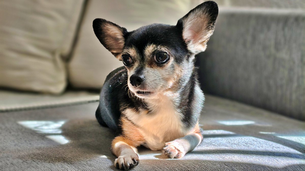 Jose Morales Ros tweet media