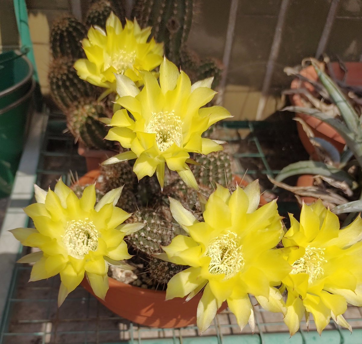 5.
Gialli.
Anche la natura ironizza
(Siamo vicini a Appiano Gentile, sarà l'aria che tira...)