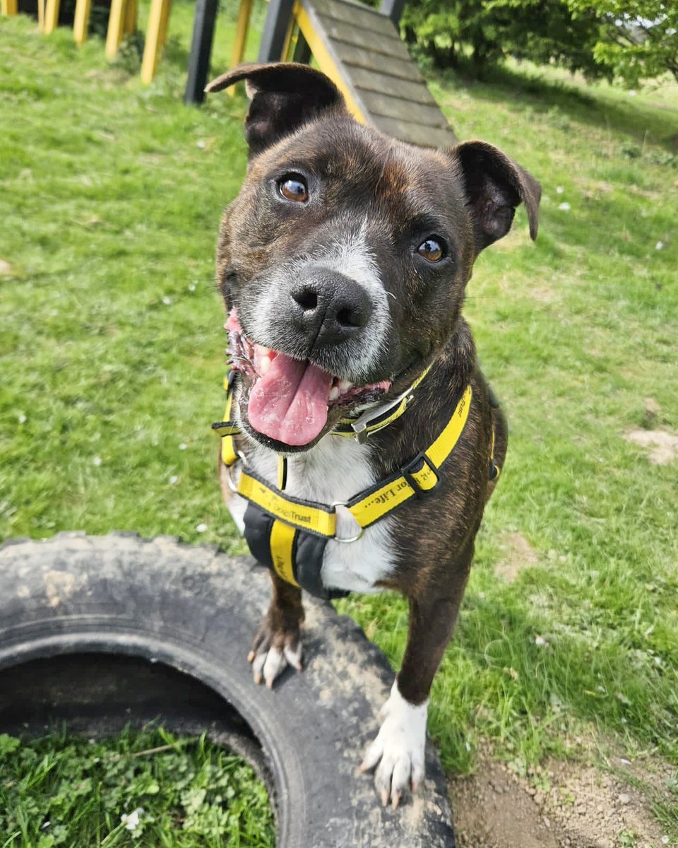 Everybody, meet Rocco! 🖐🐶

He's new to the website and looking for his forever home now!

Check him out 👉 bit.ly/3FBGTu1

#RescueDog #AdoptDontShop #StaffordshireBullTerrier #Staffy #StaffySmile #Leeds <a href="/DogsTrust/">Dogs Trust 💛🐶</a>