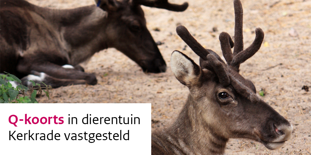 Bij dierentuin GaiaZOO in Kerkrade is Q-koorts vastgesteld bij enkele bosrendieren. Hoewel het risico voor bezoekers klein is, raden we extra oplettendheid aan voor bepaalde risicogroepen.

➡️ rivm.nl/nieuws/q-koort…

#Qkoorts #GaiaZOO #Kerkrade