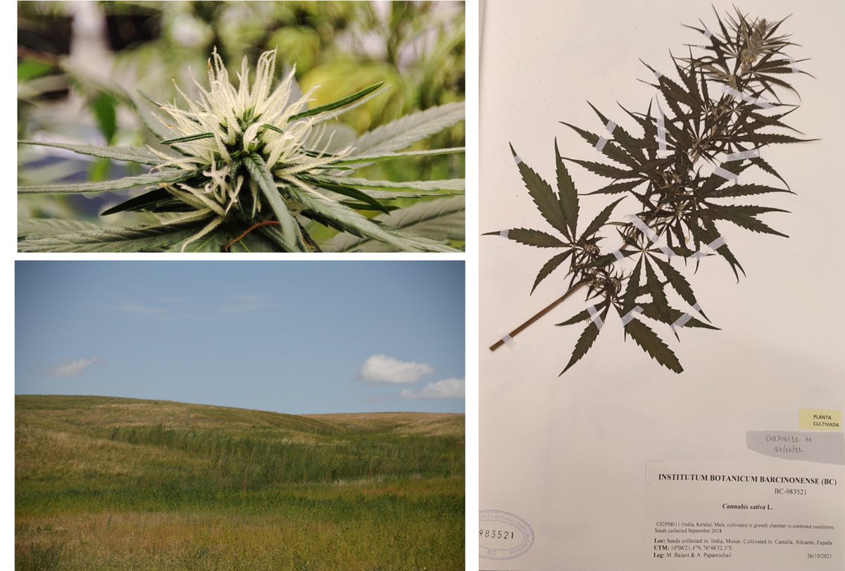 Institut Botànic de Barcelona (@ibb_botanic) on Twitter photo The first global approach to the genetic diversity of #cannabis across wild populations and modern cultivars is now out in <a href="/plantspplplanet/">Plants People Planet 🌱👥🌐</a>
A step forward in understanding its evolution 🌱
Read more: bit.ly/3HoGpb3
Full article🔗bit.ly/4jyVmF1 The first global approach to the genetic diversity of #cannabis across wild populations and modern cultivars is now out in <a href="/plantspplplanet/">Plants People Planet 🌱👥🌐</a>
A step forward in understanding its evolution 🌱
Read more: bit.ly/3HoGpb3
Full article🔗bit.ly/4jyVmF1