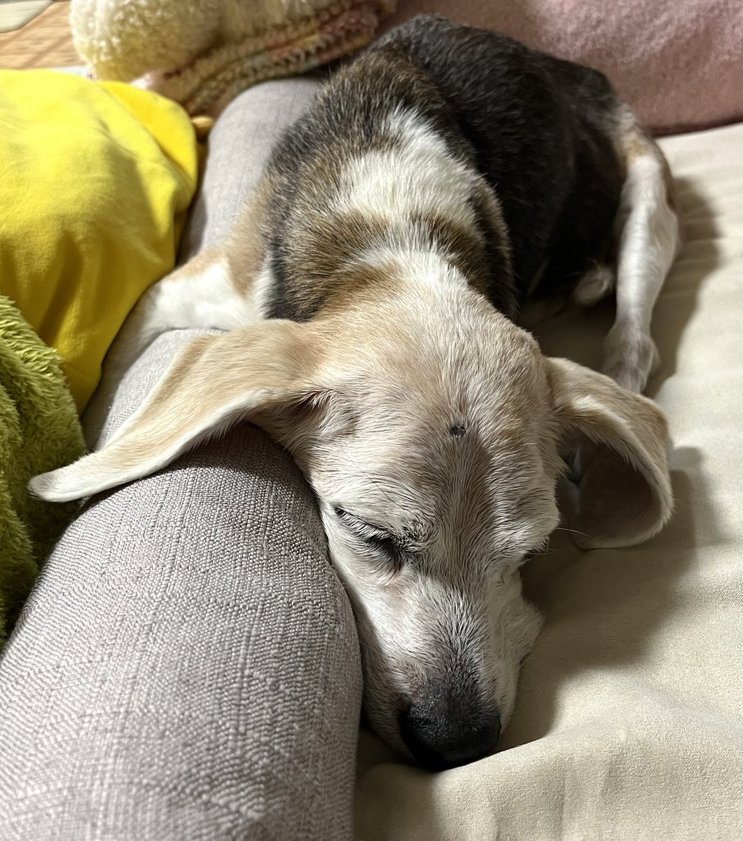 おやすみなさい🐑🐑🐑💤