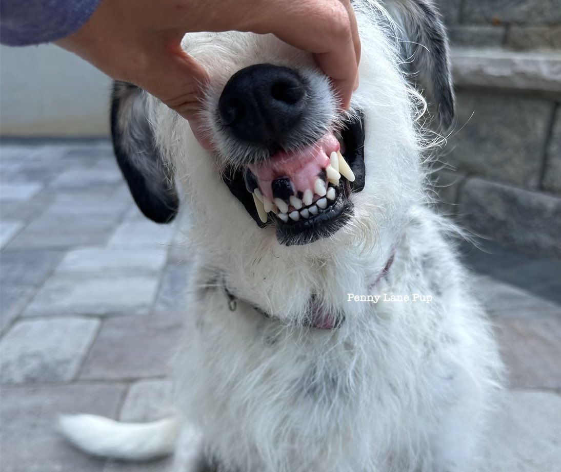 Penny_Lane_Pup's tweet photo. Surprise! Cow gums! 🤣🤣🤣 https://t.co/xzXao7TpZJ