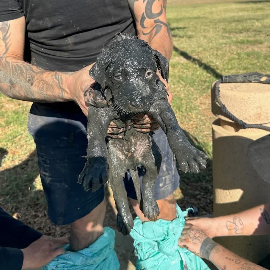 Puppies 🐶 tweet media