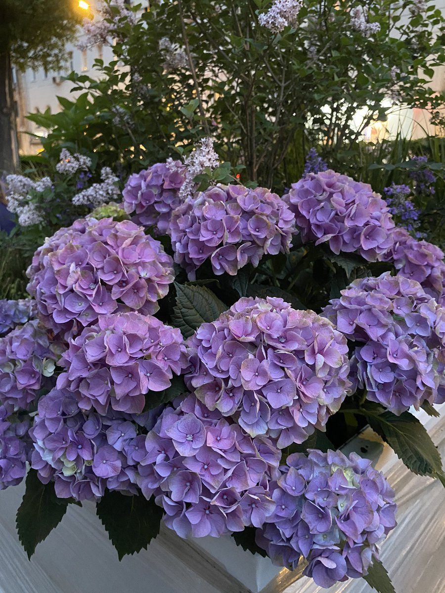 hrumhruman's tweet photo. Фиксирую моменты Мая https://t.co/5dkX1fWXvJ