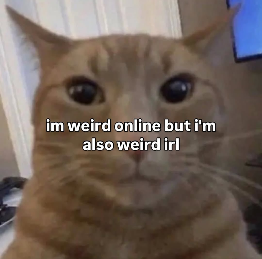 LiterallyMeCats (@literallymecats) on Twitter photo 