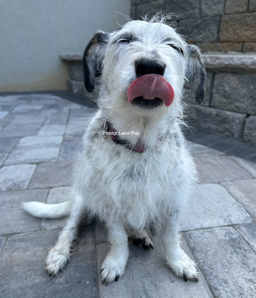 𝗣𝗲𝗻𝗻𝘆 𝗟𝗮𝗻𝗲- Lawn Potato TM tweet media