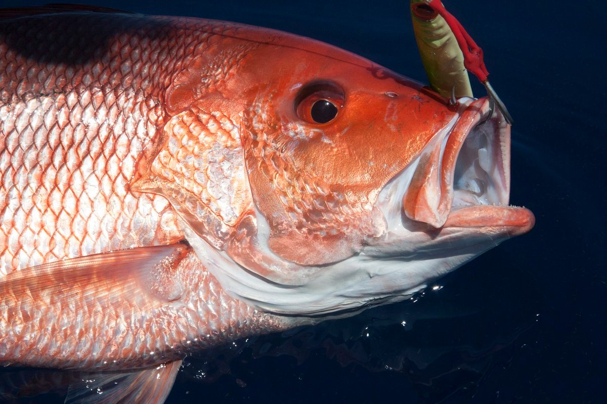 ASA (@asafishing) on Twitter photo Last week, SC’s congressional delegation urged Commerce Sec. <a href="/howardlutnick/">Howard Lutnick</a> to transfer snapper-grouper fishery management to the states. They backed a state-led, science-based approach for this vital part of SC’s $6.5B rec. fishing/boating industry. scbfa.com/wp-content/upl… Last week, SC’s congressional delegation urged Commerce Sec. <a href="/howardlutnick/">Howard Lutnick</a> to transfer snapper-grouper fishery management to the states. They backed a state-led, science-based approach for this vital part of SC’s $6.5B rec. fishing/boating industry. scbfa.com/wp-content/upl…