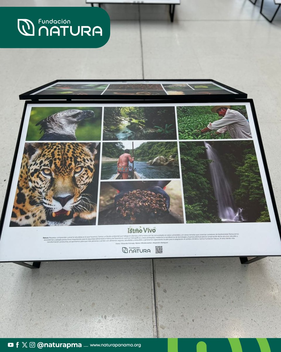 🌿 ¡Nos mudamos al Aeropuerto Internacional de Tocumen! ✈️
¿Pasas por la Terminal 2? Entonces, tienes que visitarnos.  Prepárate para vivir una experiencia única en la Exhibición Istmo Vivo: 28 ensayos fotográficos y videos que revelan los tesoros naturales de Panamá. 🌱 🌍💚