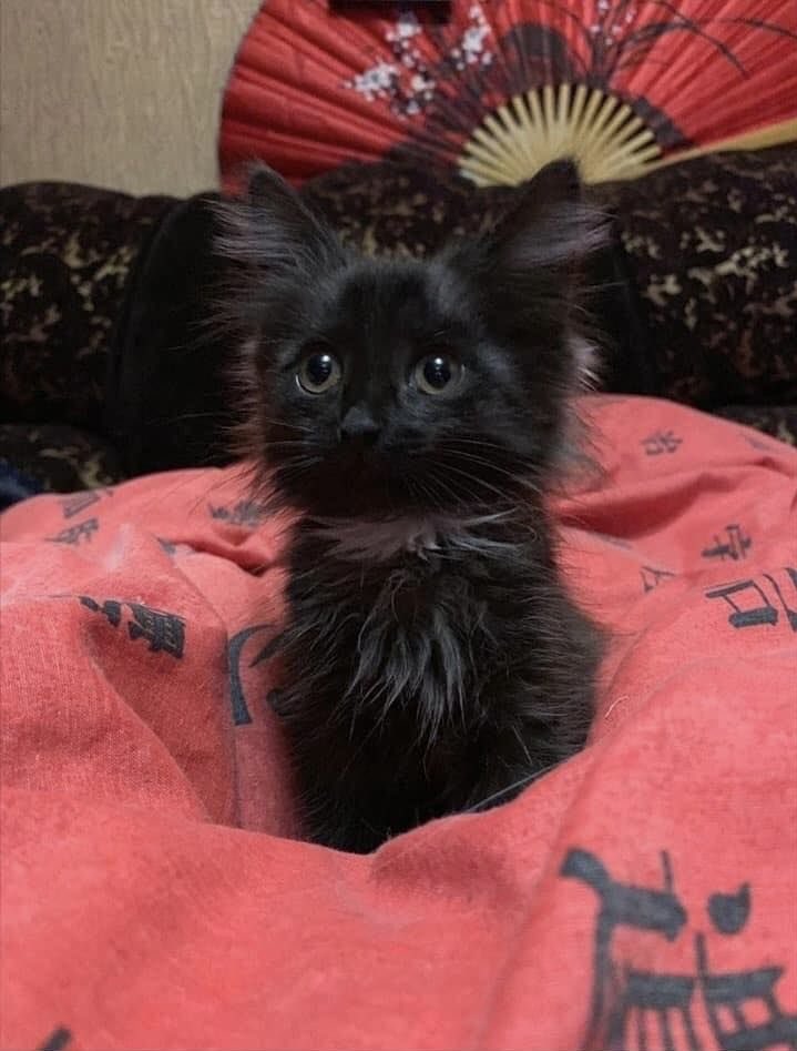 Black cats are not bad luck (@visualscat) on Twitter photo 