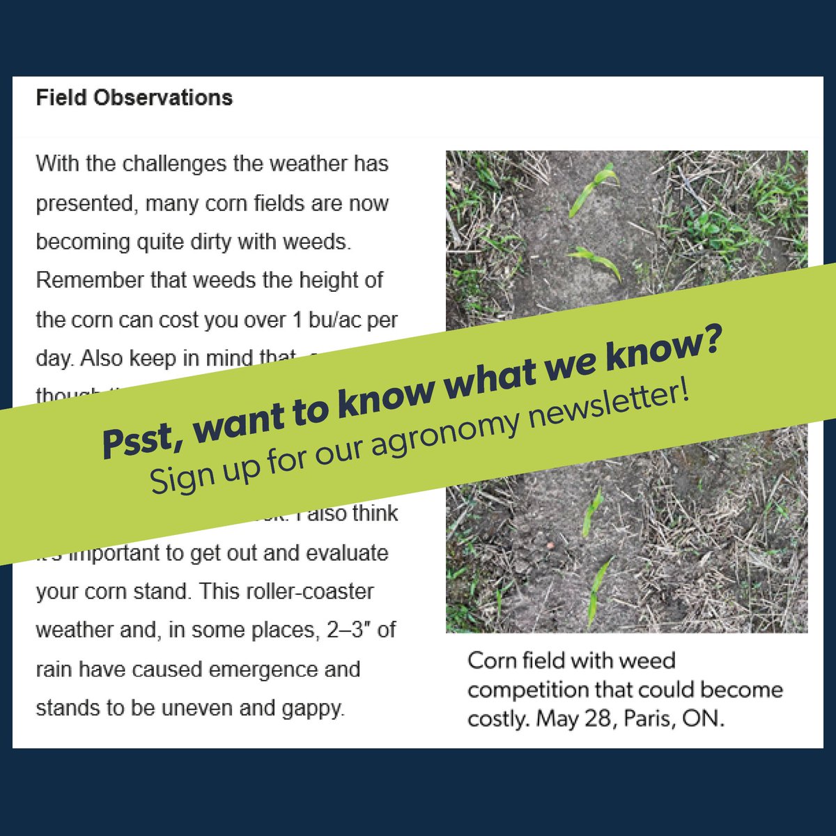 Do you want to stay in the know and receive informative articles like this?

Our agronomy team works hard all year round. Stay on top of the latest recommendations and innovations with our agronomy newsletter. maizex.us2.list-manage.com/subscribe?u=1f…