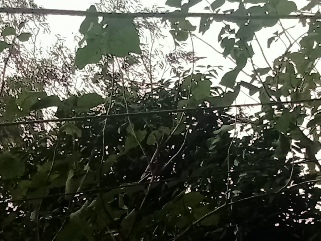 bidhneshwar's tweet photo. तार लटकने की वजह से नहीं हो पा रही है खेत की जुताई, बुवाई. अधिकारी नहीं दे रहे हैं ध्यान, कभी भी घट सकती है अप्रियघटना, जिम्मेदार है मौन, तनुहारी सोयम ब्लॉक सेमरियावा, संत कबीर नगर का मामला 9792375951 @AKSharmaOffice @DistrictSant @CMOfficeUP @aksharmaBharat @EMofficeUP @mduppcl https://t.co/GSo7UNs4RD
