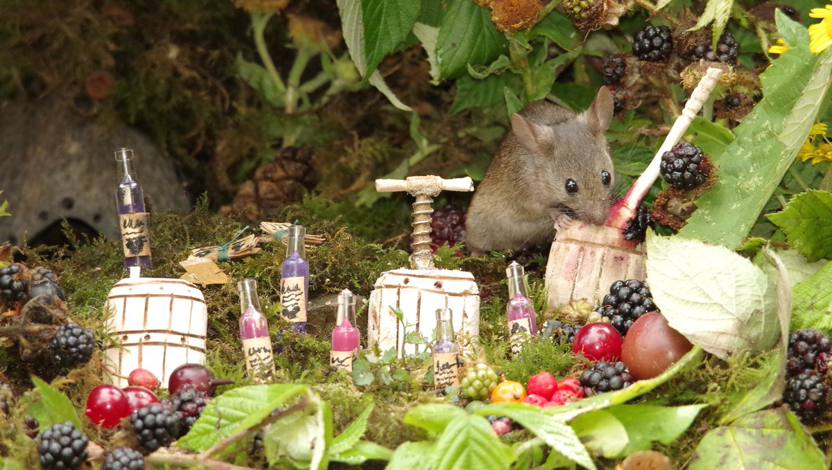 George the Mouse in a log pile house - Simon dell (@simon_dell_tog) on Twitter photo 