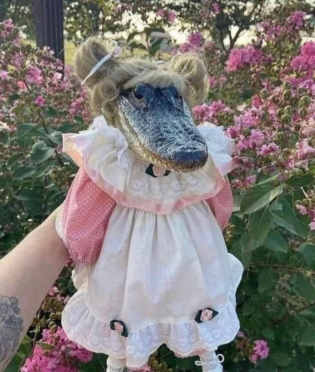 RageGooseSOL's tweet photo. @chinapumprocket $COSTE 

Doll head? Nah. Gator head? Yes.

$COSTE on #PumpFun

G38WjASKVmsrug4oQAb5u1LojAMaNDm33MgdgsuVpump

https://t.co/5LpfUc6sKh

#Memecoin #Solana #Crypto #MASK #MOONPIG #NFT #Doge #PEPE #SHIBA #Viral #Trends #Trending https://t.co/kCHSESYcb7
