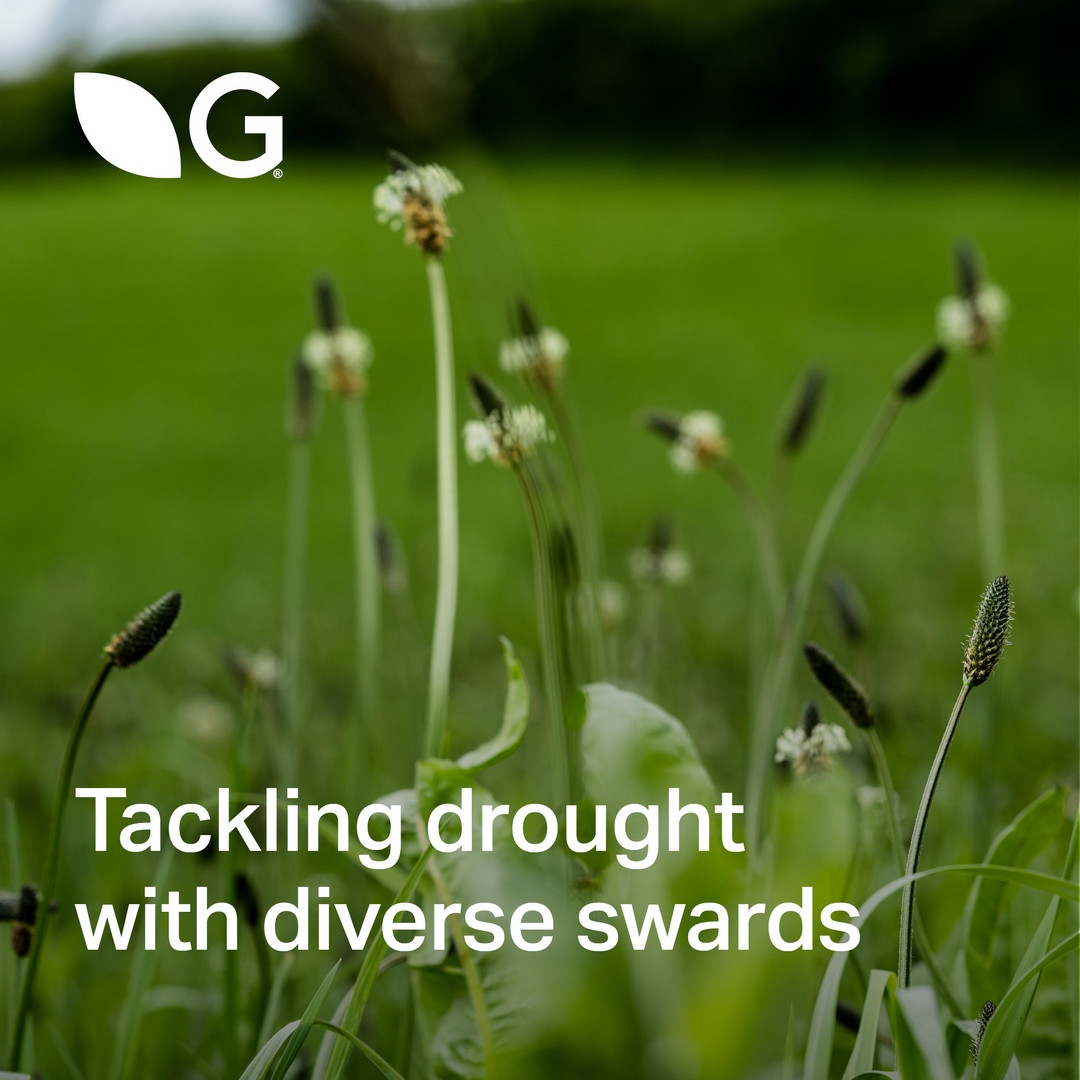 When drought hit hard, dairy farmer Martin Ryan and his wife Aine switched to multi-species swards.

The result? Dry, struggling land transformed into healthy, productive pasture, using less nitrogen and boosting soil health.

Learn more: germinal.ie/tackling-droug…