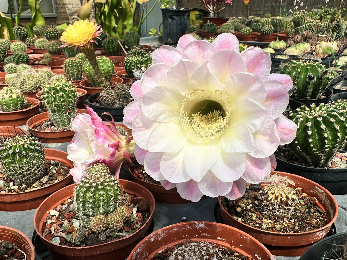 送你一朵大花花
最近杂交彩色草球（Echinopsis hybrids）都在开