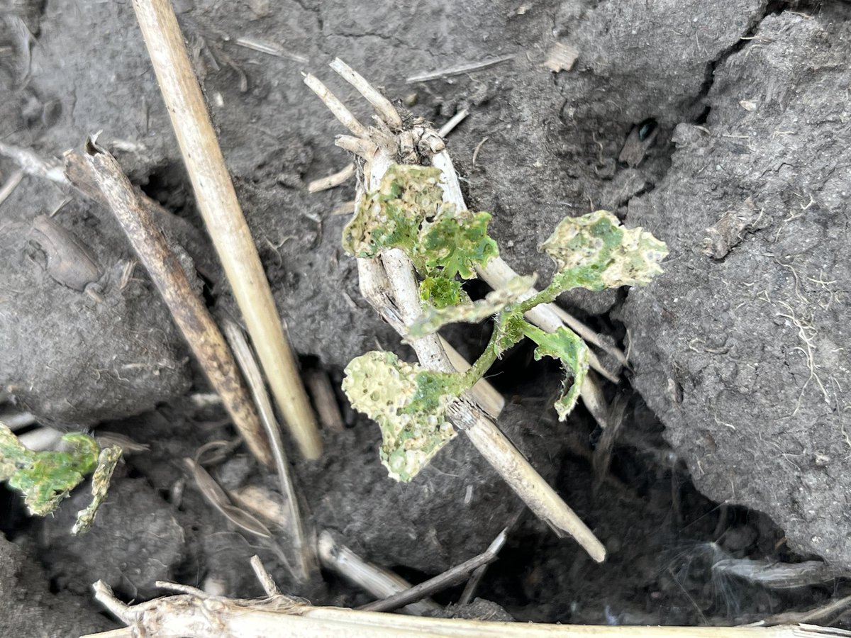 Jack Payne tweet media