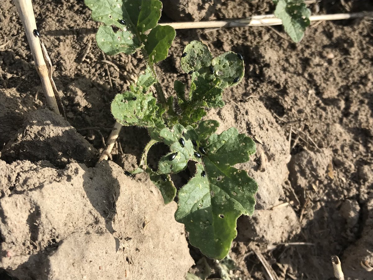 Jack Payne tweet media