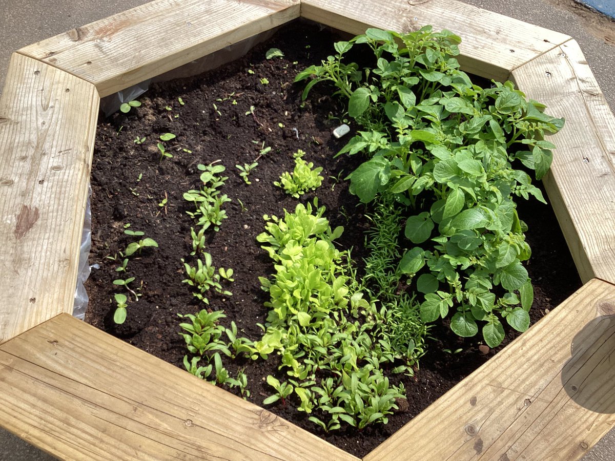 GatesPenguins's tweet image. Look at our amazing vegetables that we planted last term! They are growing beautifully, we are all very excited to see how they’ll change and grow! #thegateseyfs #thegatesscience