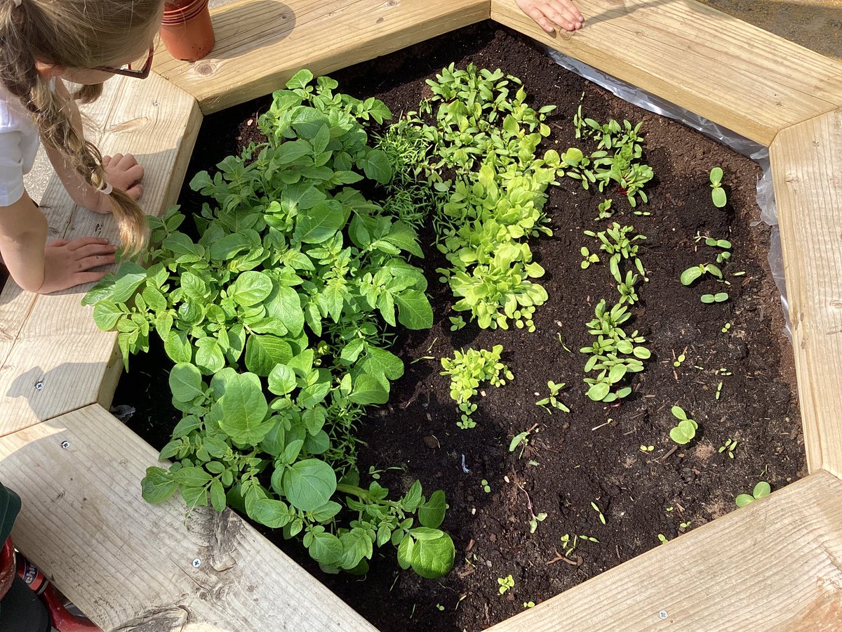 GatesPenguins's tweet image. Look at our amazing vegetables that we planted last term! They are growing beautifully, we are all very excited to see how they’ll change and grow! #thegateseyfs #thegatesscience