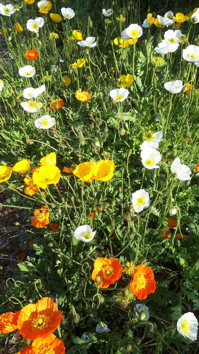 Iceland poppies looking splendid.