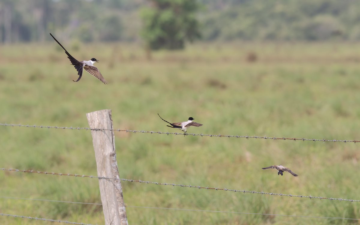 Esta cola le permite giros y posiciones únicas a la La familia de las Tijeretas Sabaneras. 
Algunas de sus poblaciones son residentes en Colombia mientras otras son migratorias. La has visto en algún potrero?