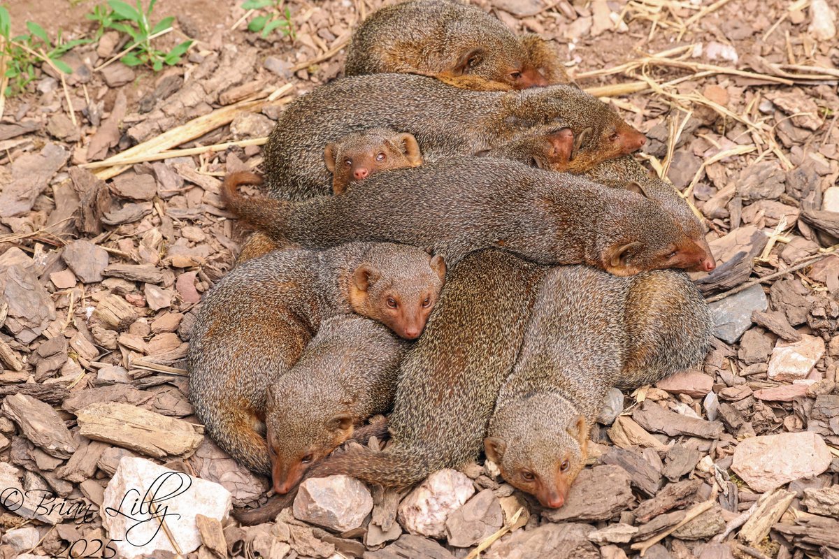 brglilly's tweet image. Dwarf mongoose pile-up @PaigntonZoo #mongoose #mammals