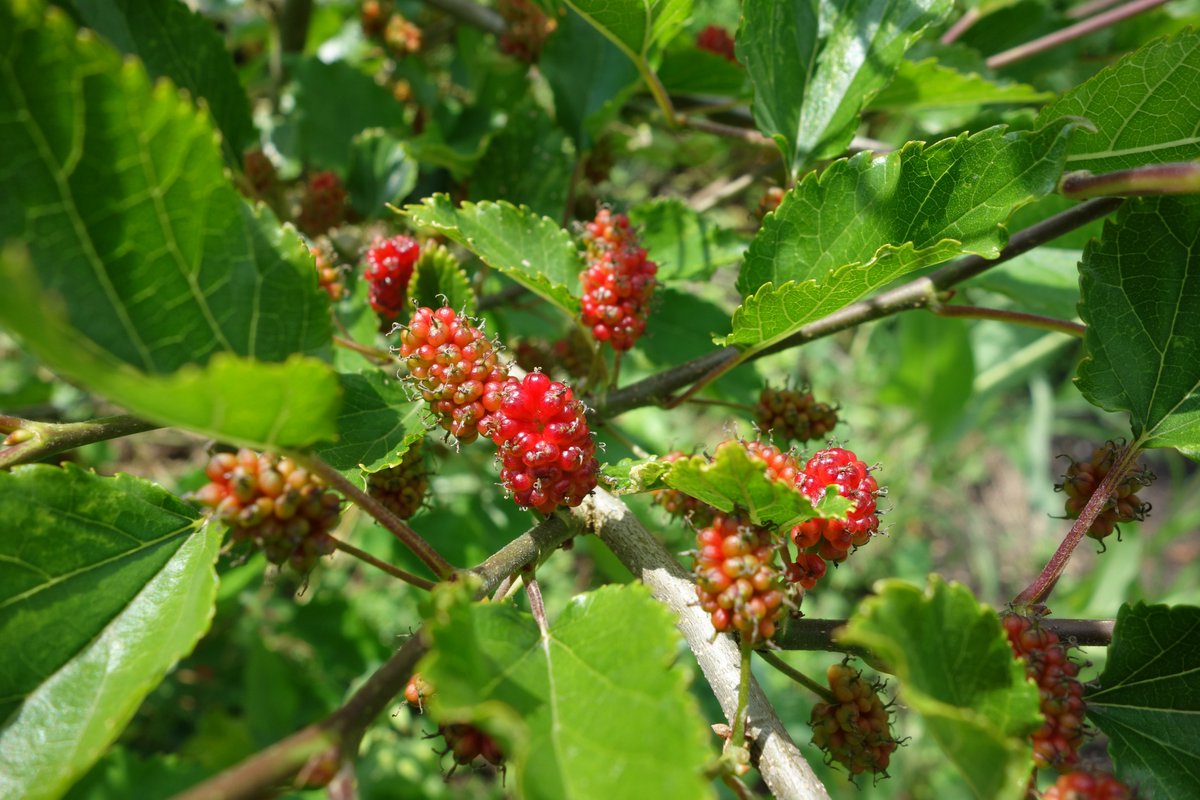 Meine Maulbeeren (Morus rotundiloba "Mojo Berry") reifen langsam heran. Ich habe drei Stück von diesen Zwergmaulbeeren im Garten. Die Pflanzen werden nicht grösser als gegen 1.5-1.8m und tragen schon im zweiten Jahr. Eignen sich auch als Kübelpflanze.